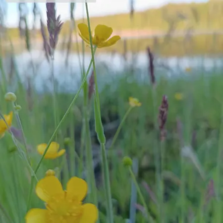 Domek alpejski W Puszczy ,,kocanka *