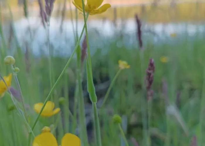 Domek alpejski W Puszczy ,,kocanka *