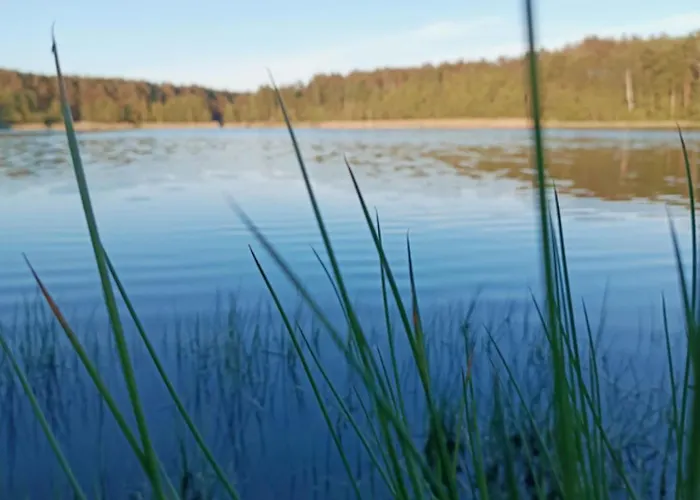 W Puszczy ,,kocanka Domek alpejski Mezyk