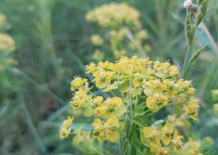 Domek alpejski W Puszczy ,,kocanka *